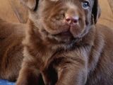 Çikolata Labrador Yavruları