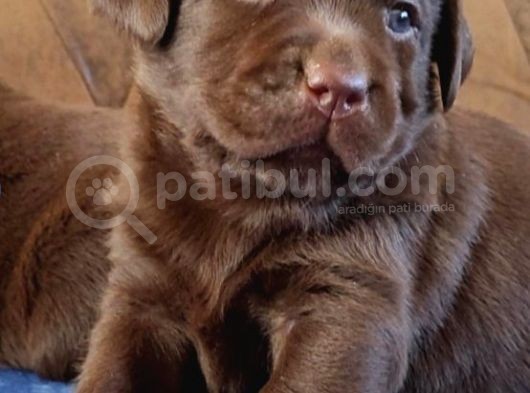Çikolata Labrador Yavruları görsel