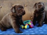 Çikolata labrador yavruları