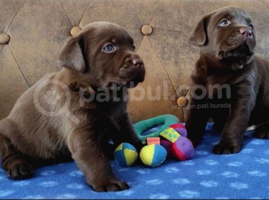 Çikolata Labrador Yavruları