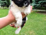 Vonalpet Garanti̇si̇yle Mükemmel Kali̇tede Shi̇h Tzu Yavrularimiz
