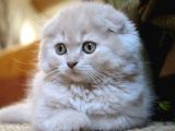 VONALPET GARANTİSİYLE MÜKEMMEL KALİTEDE SCOTTİSH FOLD  YAVRULARIMIZ