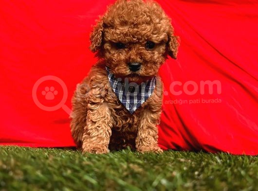 Safkan Toy Poodle Yavrularımız