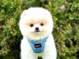 Safkan pomeranian boo yavrularımız