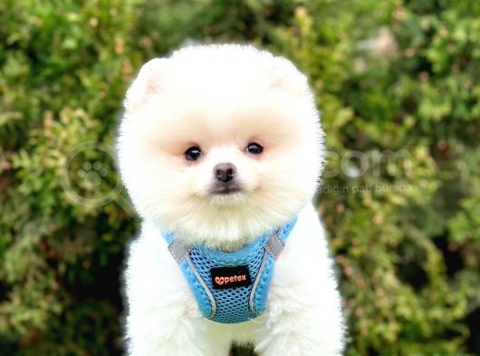 Safkan Pomeranian Boo Yavrularımız