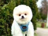 Safkan Pomeranian Boo Yavrularımız