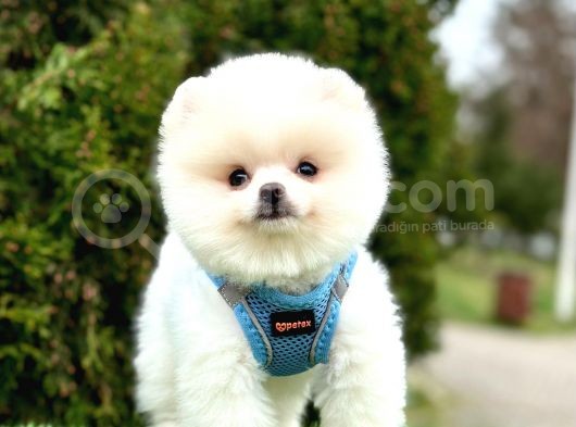 Safkan Pomeranian Boo Yavrularımız görsel