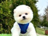 Safkan Pomeranian Boo Yavrularımız