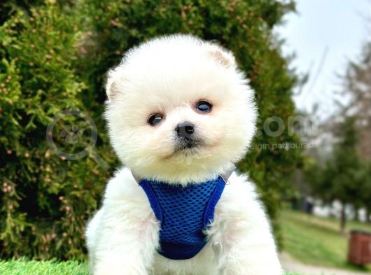 Safkan Pomeranian Boo Yavrularımız görsel