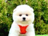 Safkan Pomeranian Boo Yavrularımız