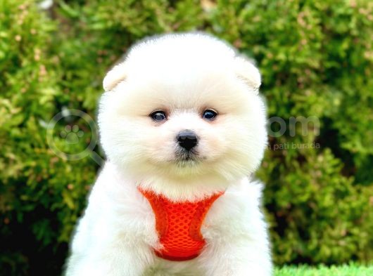 Safkan Pomeranian Boo Yavrularımız görsel