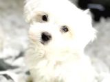 VONALPET GARANTİSYLE MUHTEŞEM MALTESE TERRİER YAVRULARI