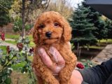 Vonalpet Garanti̇si̇yle Mükemmel Kali̇tede Poodle Yavrularimiz