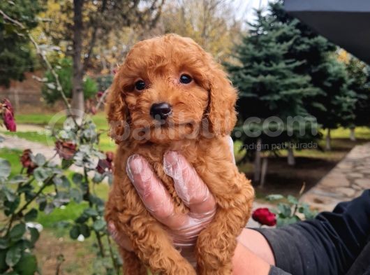 Vonalpet Garanti̇si̇yle Mükemmel Kali̇tede Poodle Yavrularimiz görsel