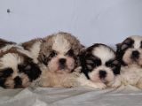 VONALPET GARANTİSİYLE MÜKEMMEL KALİTEDE SHİH TZU YAVRULARIMIZ