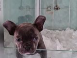 Vonalpet Garanti̇si̇yle Mükemmel Kali̇tede French Bulldog Yavrularimiz