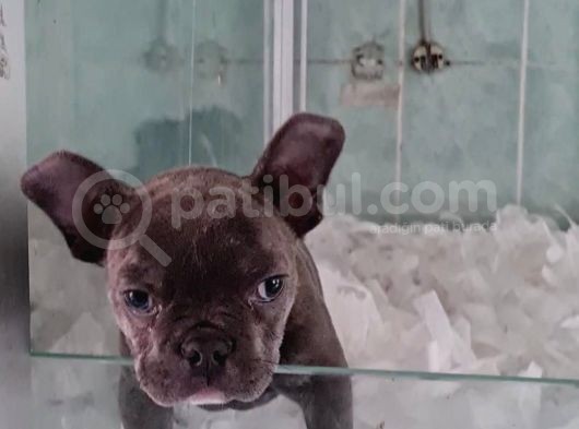 Vonalpet Garanti̇si̇yle Mükemmel Kali̇tede French Bulldog Yavrularimiz görsel