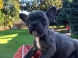 Vonalpet Garanti̇si̇yle Mükemmel Kali̇tede French Bulldog Yavrularimiz
