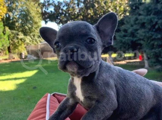 Vonalpet Garanti̇si̇yle Mükemmel Kali̇tede French Bulldog Yavrularimiz görsel