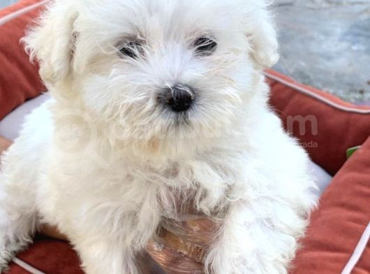 Vonalpet Garanti̇syle Muhteşem Maltese Terri̇er Yavrulari görsel