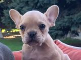 VONALPET GARANTİSİYLE MÜKEMMEL KALİTEDE FRENCH BULLDOG YAVRULARIMIZ