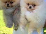 VONALPET GARANTİSİYLE MÜKEMMEL KALİTEDE POMERİAN BOO YAVRULARIMIZ