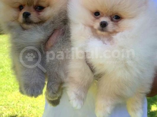 Vonalpet Garanti̇si̇yle Mükemmel Kali̇tede Pomeri̇an Boo Yavrularimiz