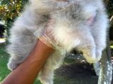 Vonalpet Garanti̇si̇yle Mükemmel Kali̇tede Pomeri̇an Boo Yavrularimiz