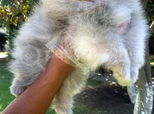 Vonalpet Garanti̇si̇yle Mükemmel Kali̇tede Pomeri̇an Boo Yavrularimiz görsel