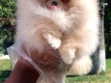 Vonalpet Garanti̇si̇yle Mükemmel Kali̇tede Pomeri̇an Boo Yavrularimiz