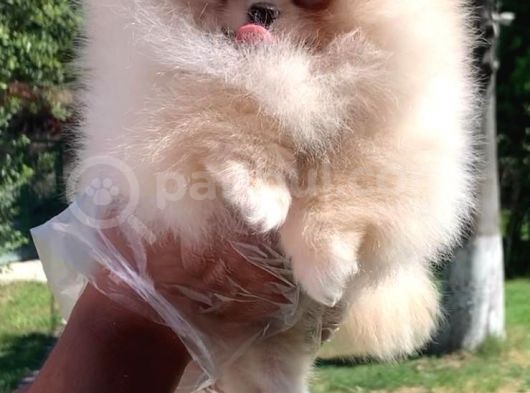 Vonalpet Garanti̇si̇yle Mükemmel Kali̇tede Pomeri̇an Boo Yavrularimiz görsel