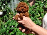 Vonalpet Garanti̇si̇yle Mükemmel Kali̇tede Poodle Yavrularimiz