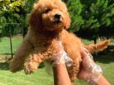 VONALPET GARANTİSİYLE MÜKEMMEL KALİTEDE POODLE YAVRULARIMIZ