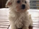 Vonalpet Garanti̇si̇yle Mükemmel Kali̇tede Morki̇e  Yavrularimiz