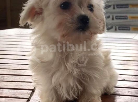 Vonalpet Garanti̇si̇yle Mükemmel Kali̇tede Morki̇e  Yavrularimiz görsel