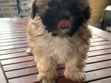 VONALPET GARANTİSİYLE MÜKEMMEL KALİTEDE MORKİE  YAVRULARIMIZ
