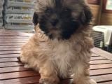 Vonalpet Garanti̇si̇yle Mükemmel Kali̇tede Morki̇e  Yavrularimiz