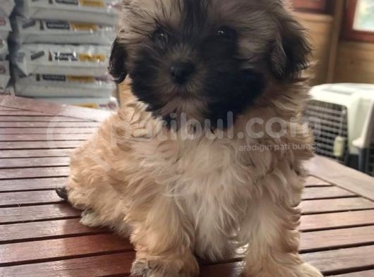 Vonalpet Garanti̇si̇yle Mükemmel Kali̇tede Morki̇e  Yavrularimiz görsel