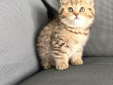 Vonalpet Garanti̇si̇yle Mükemmel Kali̇tede Bri̇ti̇sh Shorthai̇r  Yavrularimiz