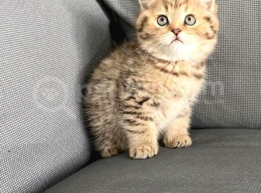 Vonalpet Garanti̇si̇yle Mükemmel Kali̇tede Bri̇ti̇sh Shorthai̇r  Yavrularimiz görsel