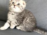 Vonalpet Garanti̇si̇yle Mükemmel Kali̇tede Bri̇ti̇sh Shorthai̇r  Yavrularimiz