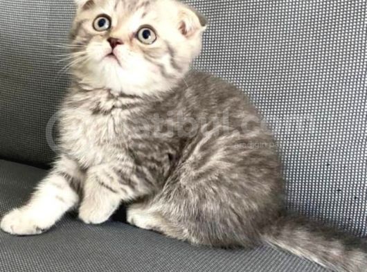 Vonalpet Garanti̇si̇yle Mükemmel Kali̇tede Bri̇ti̇sh Shorthai̇r  Yavrularimiz görsel