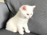 VONALPET GARANTİSİYLE MÜKEMMEL KALİTEDE BRİTİSH SHORTHAİR  YAVRULARIMIZ