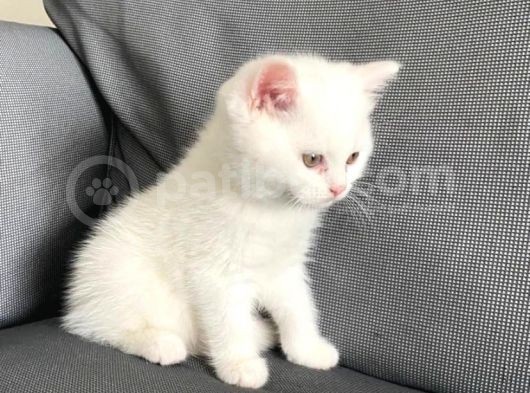 VONALPET GARANTİSİYLE MÜKEMMEL KALİTEDE BRİTİSH SHORTHAİR  YAVRULARIMIZ
