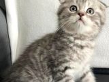 Vonalpet Garanti̇si̇yle Mükemmel Kali̇tede Bri̇ti̇sh Shorthai̇r  Yavrularimiz