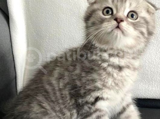 Vonalpet Garanti̇si̇yle Mükemmel Kali̇tede Bri̇ti̇sh Shorthai̇r  Yavrularimiz görsel