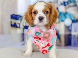 Yeni yuvalarına gitmeye hazır cavalier king charles yavrular