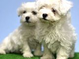 Maltese Terri̇er Yavrusu