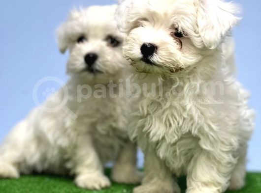 Maltese Terri̇er Yavrusu görsel