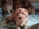 A Secere Sevi̇mli̇li̇k Abi̇desi̇ Toy Poodle Bebekleri̇mi̇z